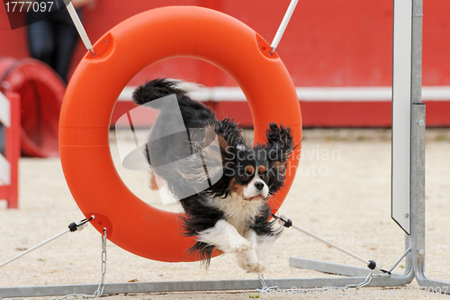 Image of jumping cavalier king charles