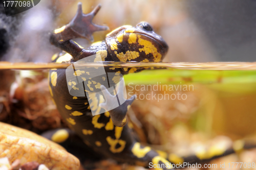 Image of The fire salamander - Salamandra