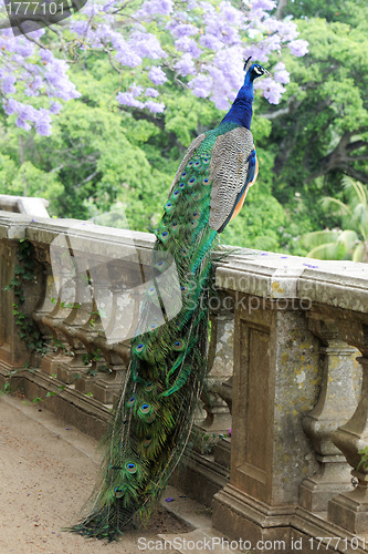 Image of peacock on a fence