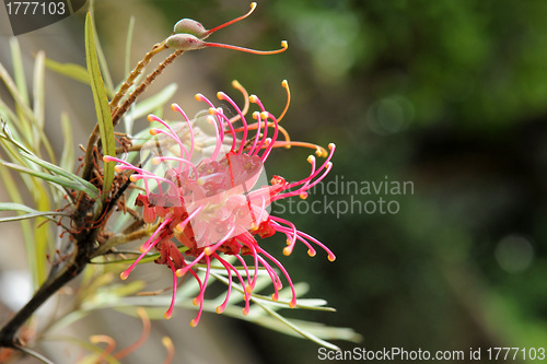 Image of Grevillea olivacea