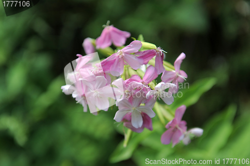 Image of Soapwort ,Saponaria officinalis