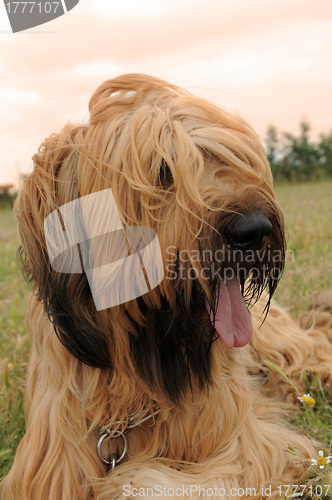 Image of briard, french shepherd