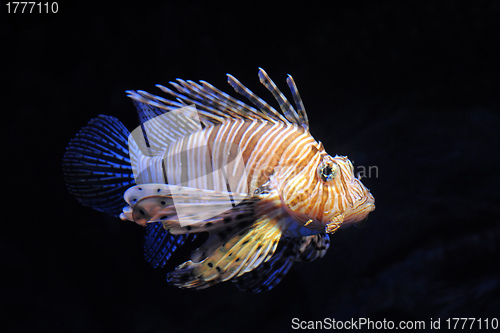 Image of Red lionfish