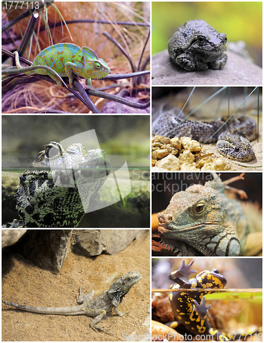 Image of reptiles and amphibians