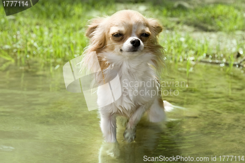 Image of chihuahua in the river