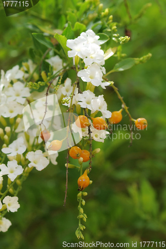 Image of skyflowers, Duranta erecta