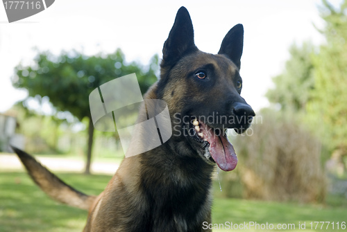 Image of malinois