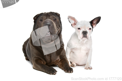 Image of Shar-Pei and a French Bulldog puppy