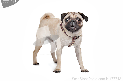 Image of Pug dog