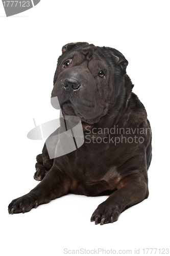 Image of Shar-Pei