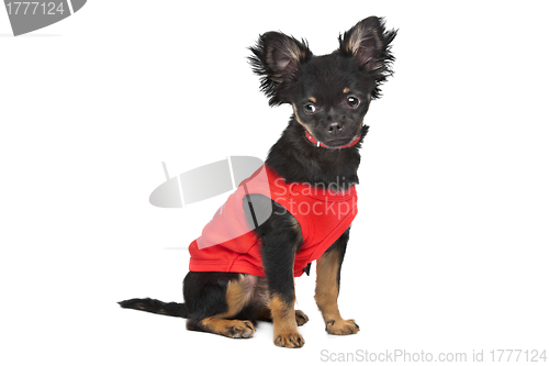 Image of chihuahua with red shirt