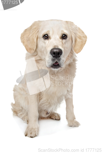 Image of Golden Retriever