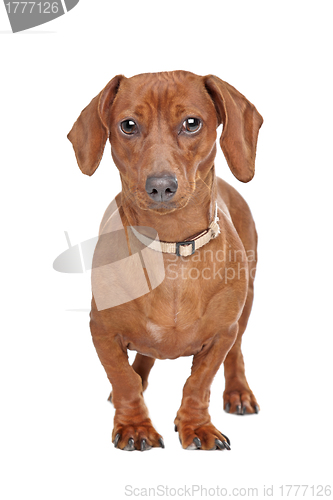Image of short haired dachshund