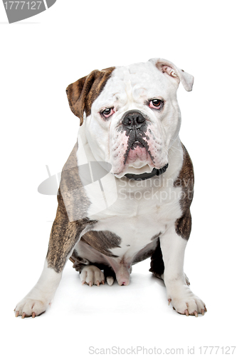 Image of Old English Bulldog