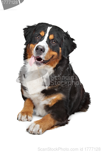 Image of Bernese Mountain Dog