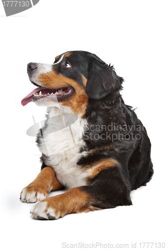 Image of Bernese Mountain Dog