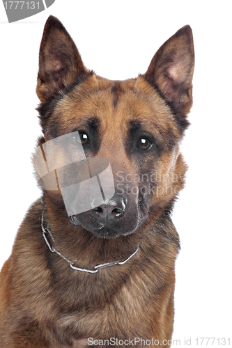 Image of Belgian Shepherd portrait