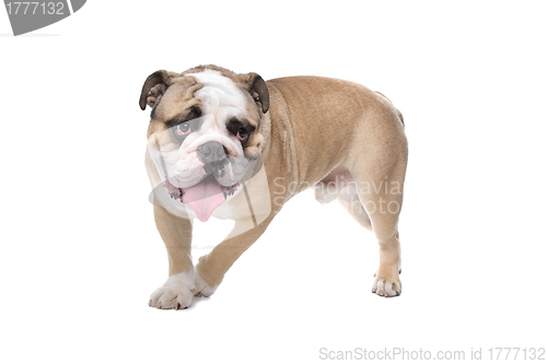 Image of English Bulldog