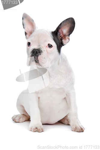 Image of French Bulldog puppy