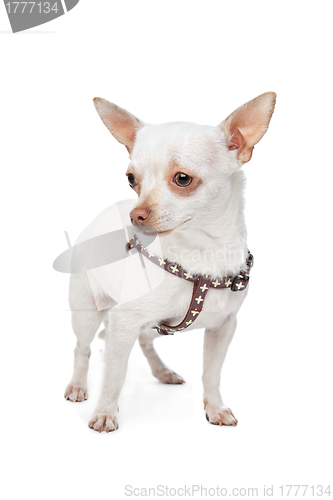 Image of White Chihuahua