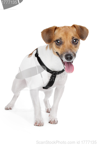 Image of Jack Russel Terrier