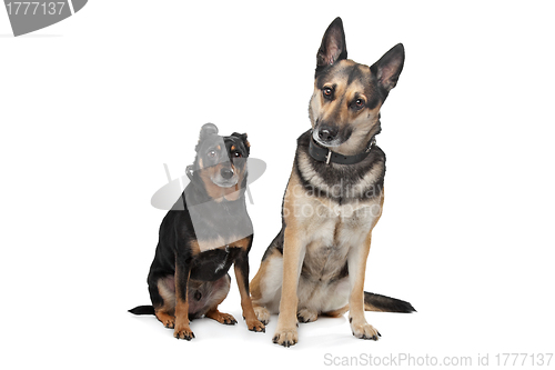 Image of Two mixed breed dogs