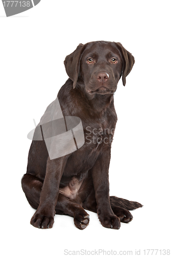 Image of Chocolate Labrador