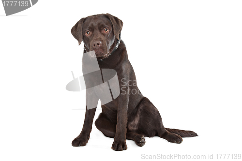 Image of Chocolate Labrador