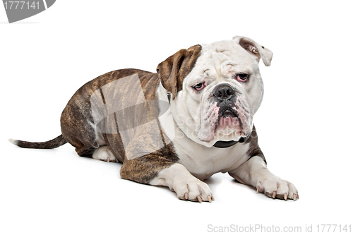 Image of Old English Bulldog