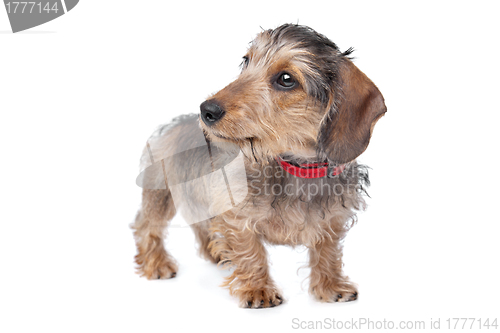 Image of Wire-haired Dachshund