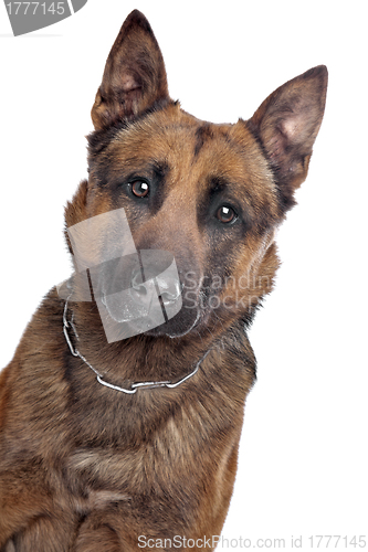 Image of Belgian Shepherd portrait