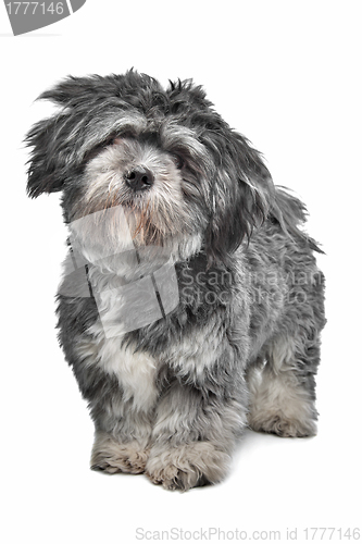 Image of Lhasa Apso