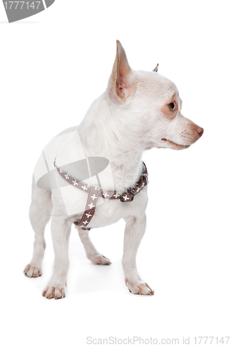 Image of White Chihuahua