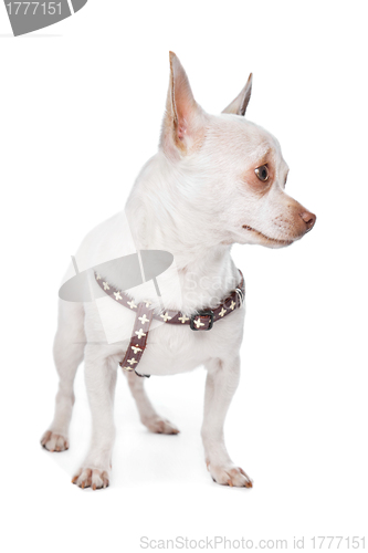 Image of White Chihuahua