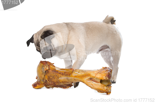 Image of Pug with a huge bone