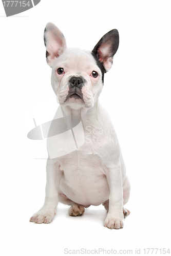 Image of French Bulldog puppy