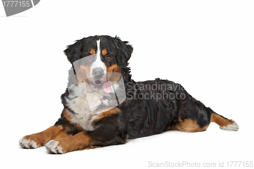 Image of Bernese Mountain Dog