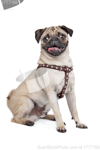 Image of Pug dog