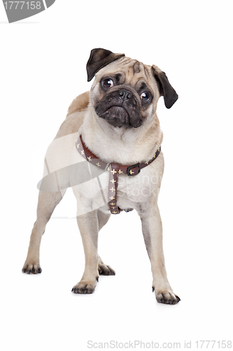 Image of Pug dog