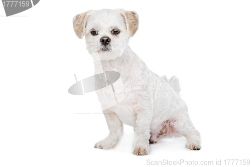 Image of Mixed breed dog