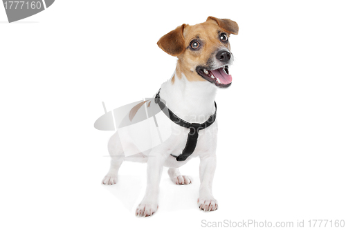 Image of Jack Russel Terrier