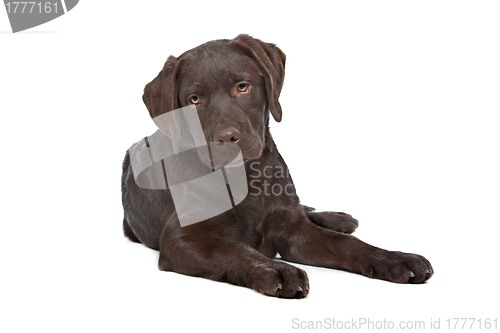 Image of Chocolate Labrador