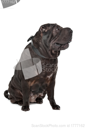 Image of Shar-Pei