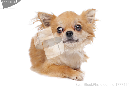 Image of Brown long haired chihuahua