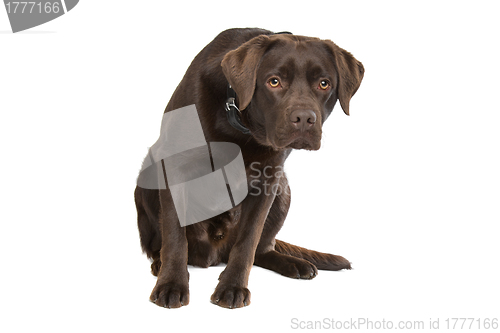 Image of Chocolate Labrador