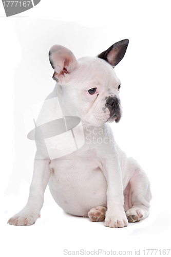 Image of French Bulldog puppy