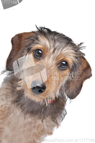 Image of Wire-haired Dachshund