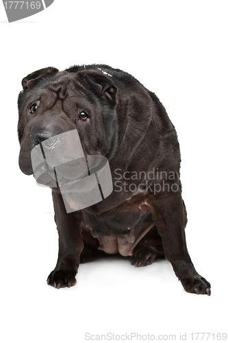 Image of Shar-Pei