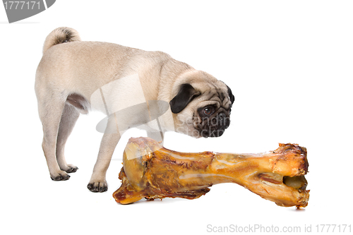 Image of Pug with a huge bone