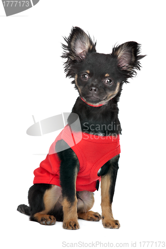 Image of chihuahua with red shirt